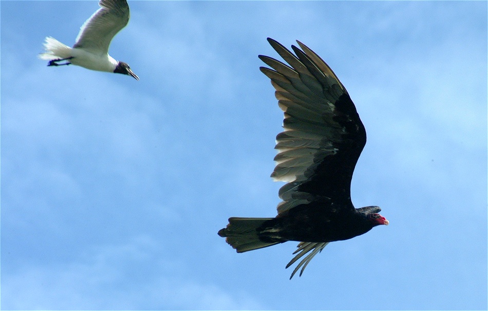 (16) Dscf2263 (sea gull attacking turkey vulture).jpg   (950x607)   152 Kb                                    Click to display next picture